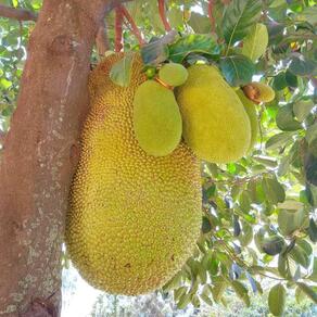 Nutrition around the World - Jackfruit in Uganda