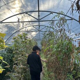 Local Food - Greenhouse at ElisaBeet